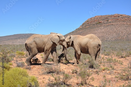 Safari Elephant 