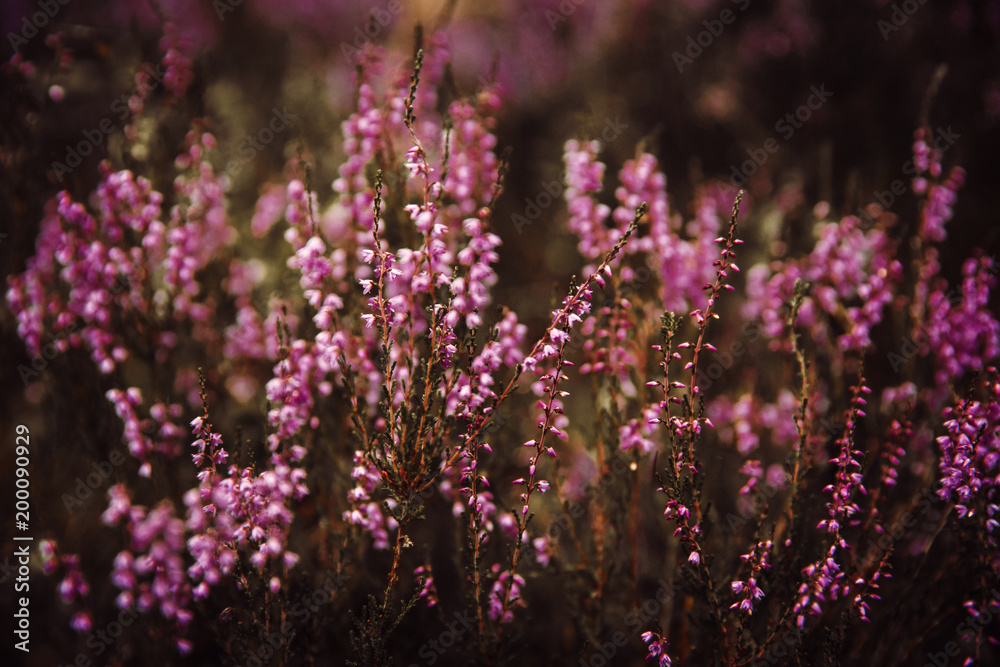 Beautiful heather flowers background. Close up of heather flowers. Beautiful heather flowers background. Close up of heather flowers.