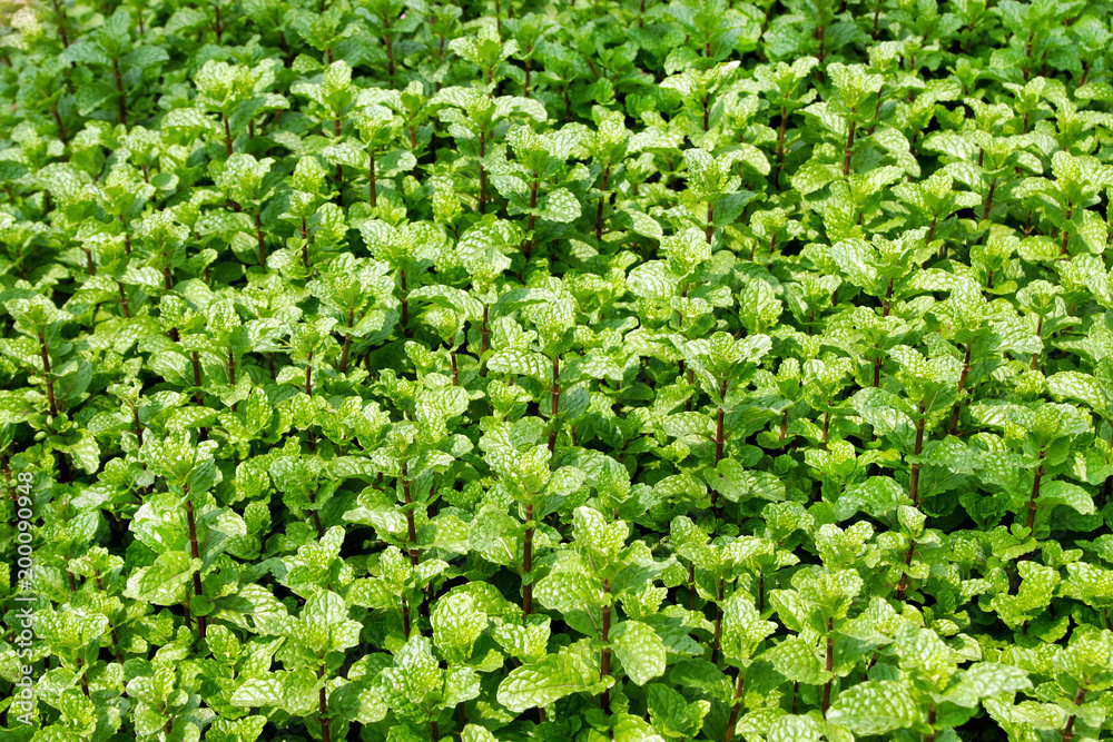 Garden beds with green leaves of mint, top view. Garden beds with green leaves of mint, top view.