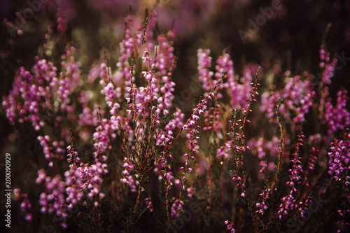 Beautiful heather flowers background. Close up of heather flowers.