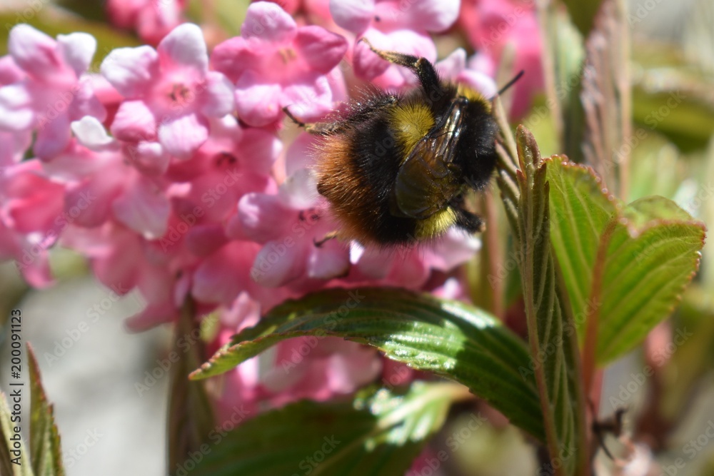 Bumble bee Bumble bee
