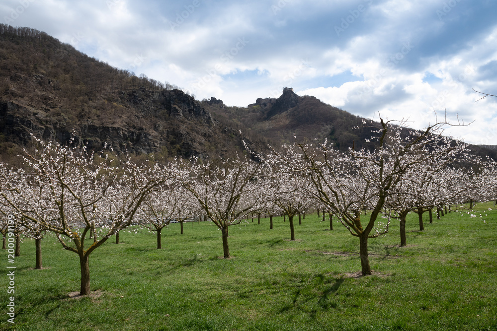 Aprikosenblüte Wachau