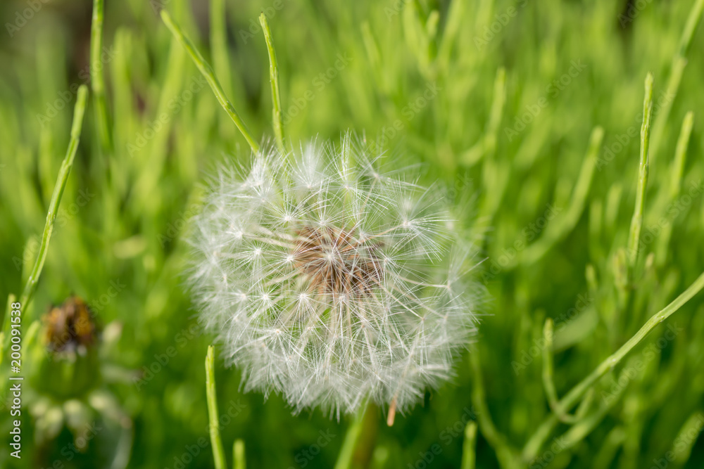 Fototapeta premium タンポポの綿毛