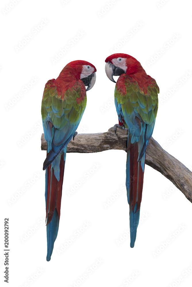 Pair of macaw isolated on white background (Green winged macaw)