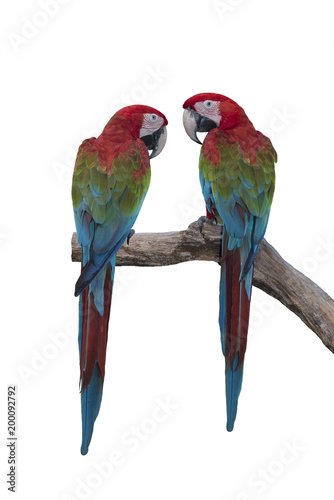 Pair of macaw isolated on white background (Green winged macaw)