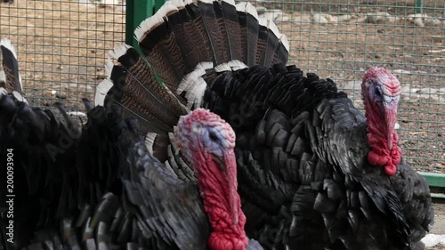 Flock of turkeys in backyard. domestic turkey in contact zoo. slow motion photo