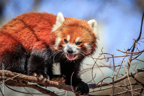 A Red Panda (Ailurus fulgens) in a tree.