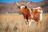 Longhorn (Bos taurus) cow on the prairie.
