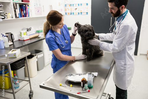 Vets examining dog photo