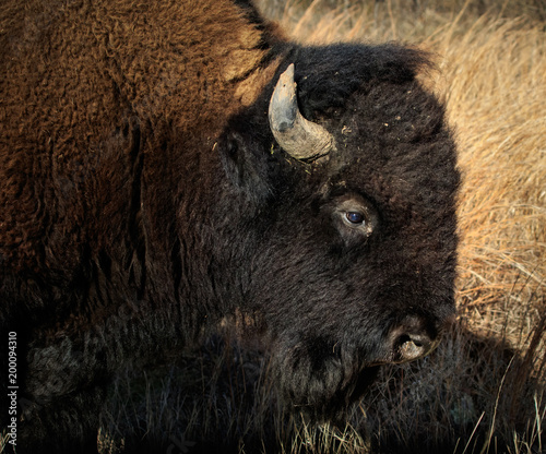 American Bison (Bison bison) portrait.