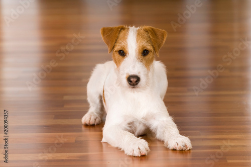 Parson Russel Terrier liegt im Wohnzimmer © DoraZett