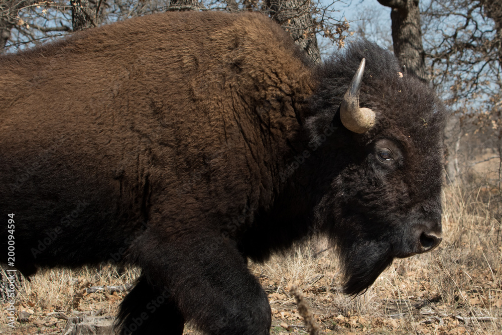 American Bison in the Wichita Mountains American Bison in the Wichita Mountains