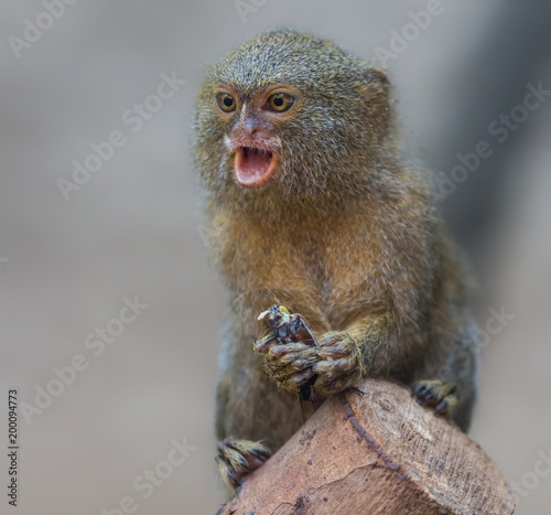 Close up of a Pygmy Marmoset (Cebuella pygmaea) © Henner Damke