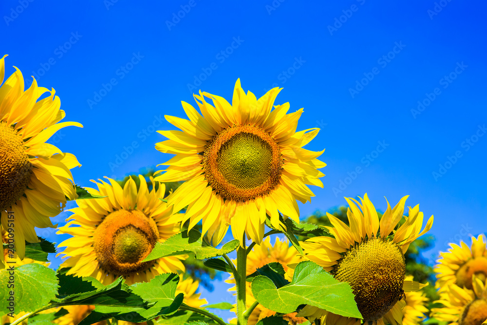 Fototapeta premium Sunflowers are blooming.