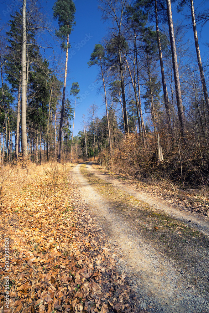Forest view to the rural countryside in spring Forest view to the rural countryside in spring