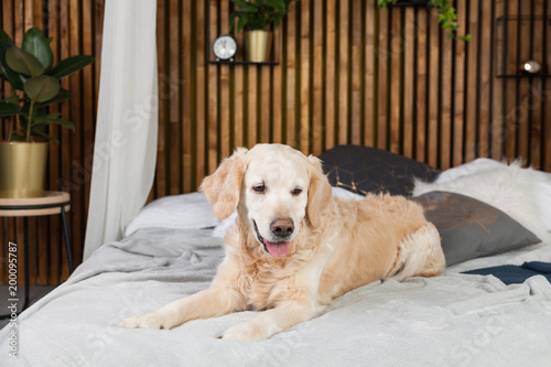 Golden retriever pure breed puppy dog on coat and pillows on bed in house or hotel. Scandinavian styled with green plants living room interior in art deco apartment. Pets friendly concept, copy space.
