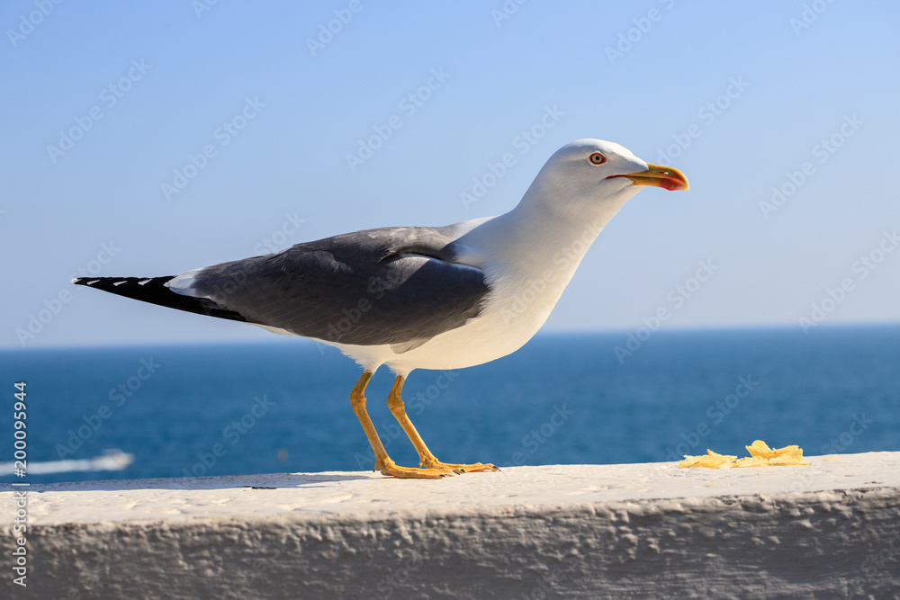 Fototapeta premium gabbiano