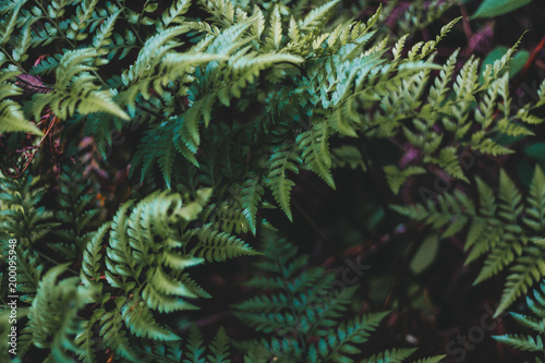 Close-up of Green Plant Leaf with Foliage Pattern Background