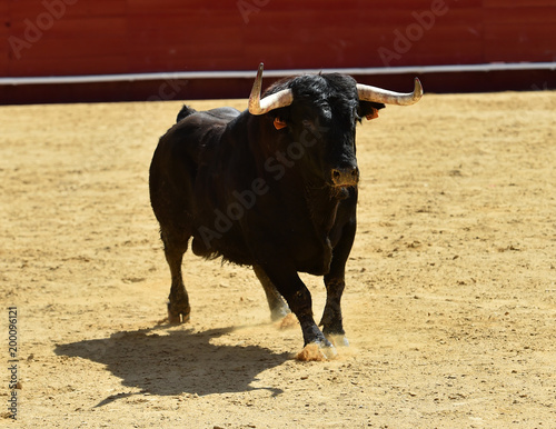 bull in bullring