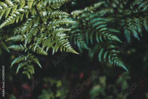 Close-up of Green Plant Leaf with Foliage Pattern Background