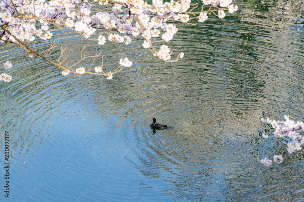 水面に反射した空と桜 Cherry Blossoms Stock Photo Adobe Stock