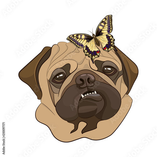 Pug dog showing teeth. Portrait, dog head, template, icon. Vector illustration.