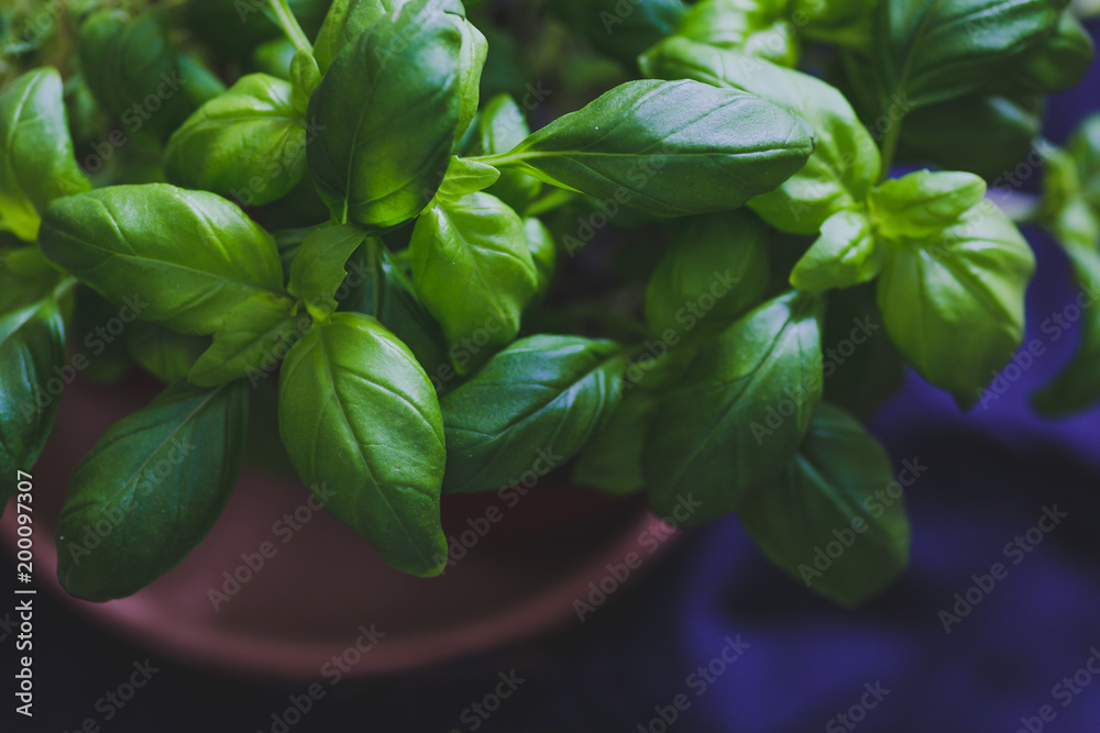 macro shot of basil plants shot at shallow depth of field macro shot of basil plants shot at shallow depth of field