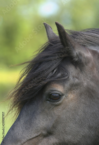 New Forest Pony Eye