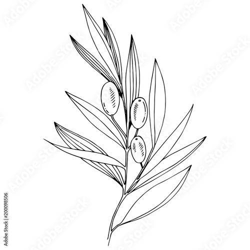 Olive tree in a vector style isolated. Full name of the plant: Branches of an olive tree. Vector olive tree for background, texture, wrapper pattern, frame or border.