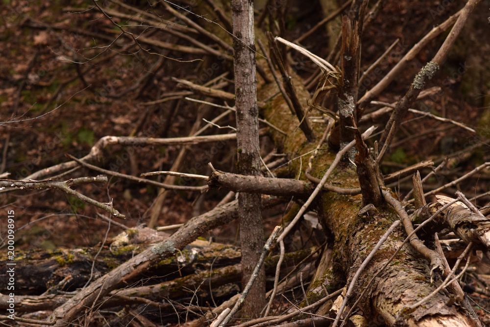 Fallen tree with tangled branches. 