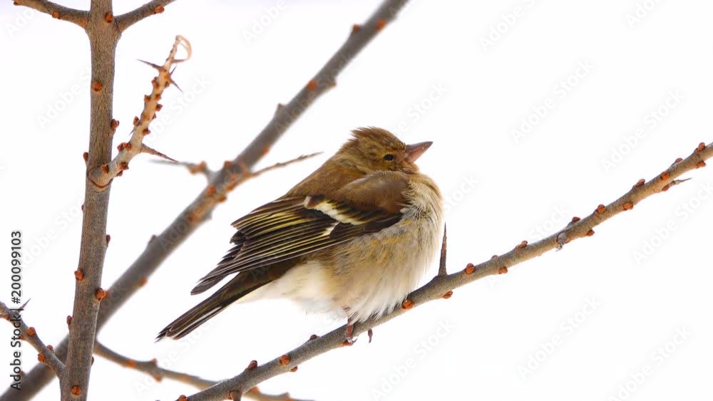 birds finch (Common Chaffinch) on a tree branch birds finch (Common Chaffinch) on a tree branch