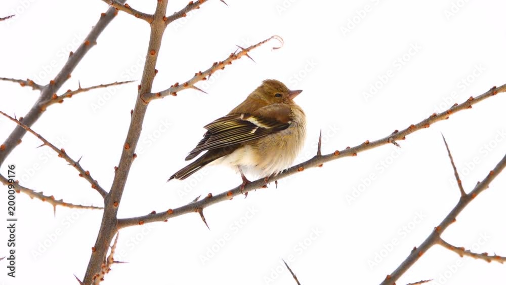 birds finch (Common Chaffinch) on a tree branch birds finch (Common Chaffinch) on a tree branch