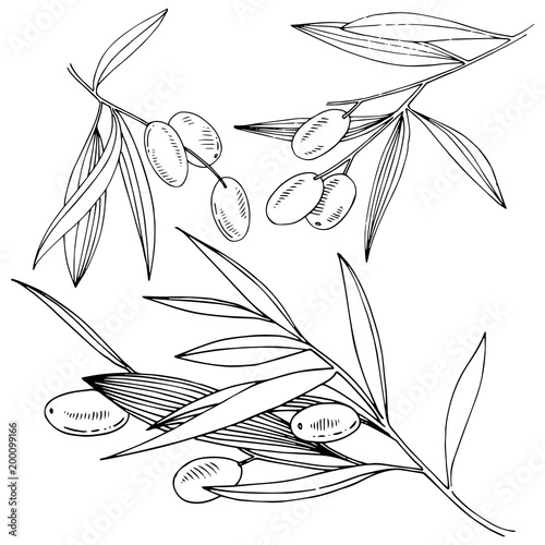 Olive tree in a vector style isolated. Full name of the plant: Branches of an olive tree. Vector olive tree for background, texture, wrapper pattern, frame or border.