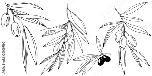 Olive tree in a vector style isolated. Full name of the plant: Branches of an olive tree. Vector olive tree for background, texture, wrapper pattern, frame or border.