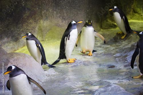  Пингвин. Этот вид пингвинов отличается белым пятном из перьев возле глаз.