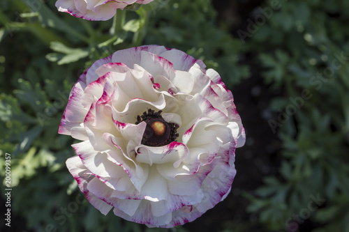 Single Beautiful Rose photo