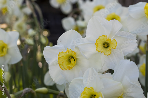 Fototapeta Naklejka Na Ścianę i Meble -  Daffodils