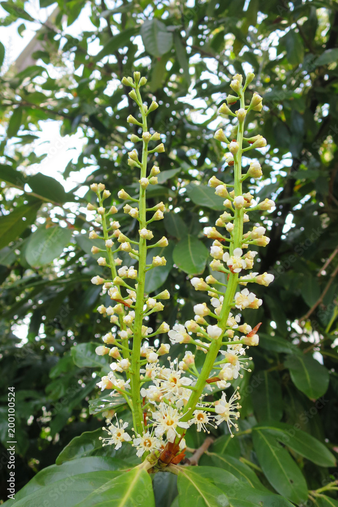fiore di ligustro pianta sempreverde da siepe Stock Photo | Adobe Stock
