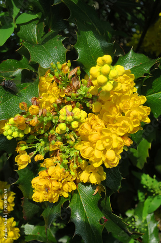 fiore giallo di mahonia pianta rustica