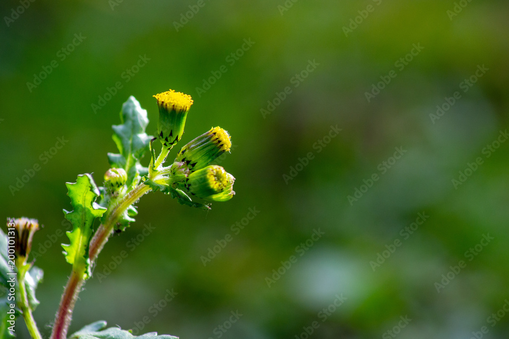 Senecio vulgaris Senecio vulgaris