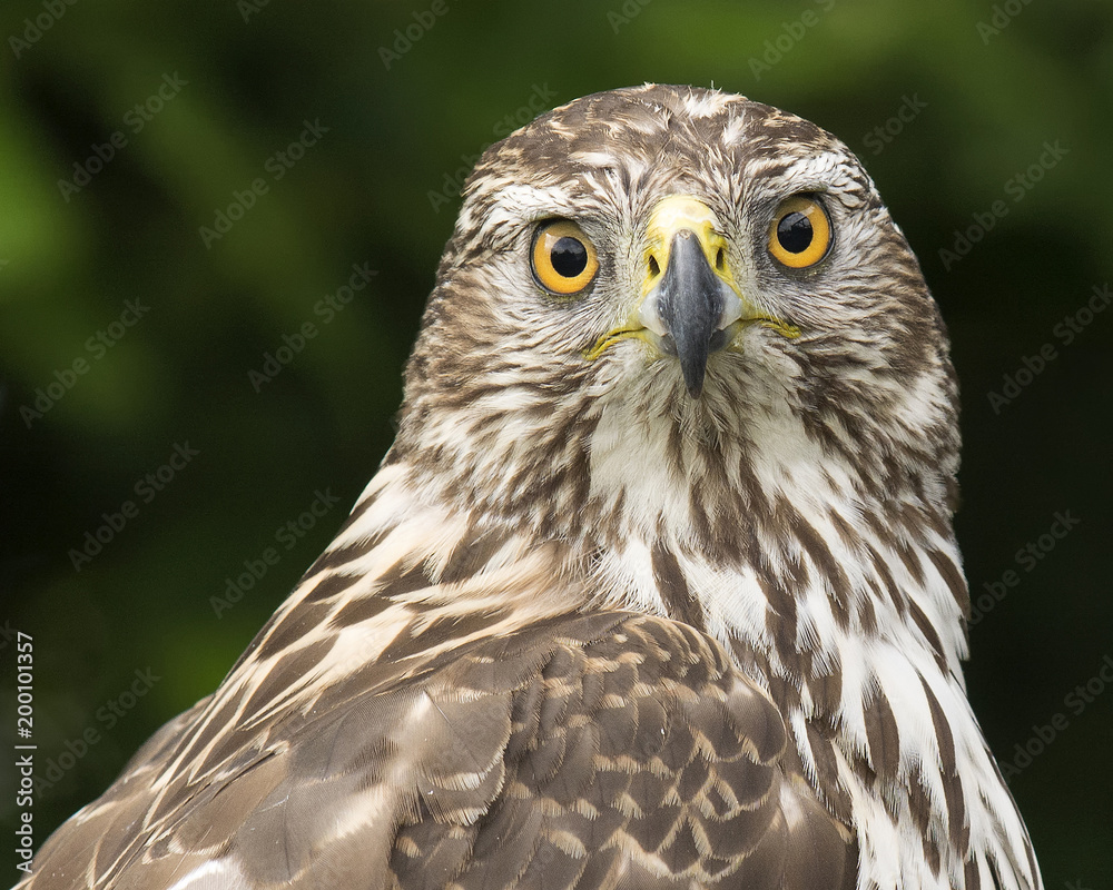 Goshawk Goshawk