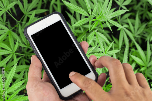 Smartphone with black screen background of cannabis flowers,