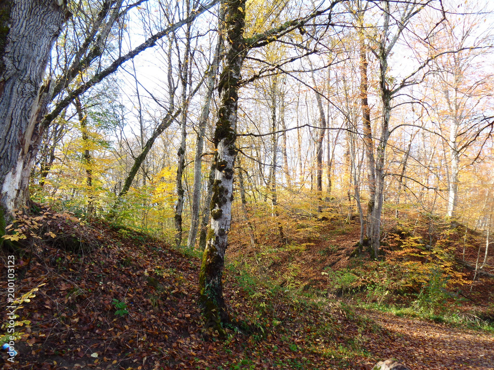 Obraz premium trees in the forest in the autumn on the river bank