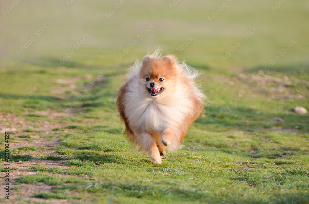 Fluffy dog runs across the field, Spitz