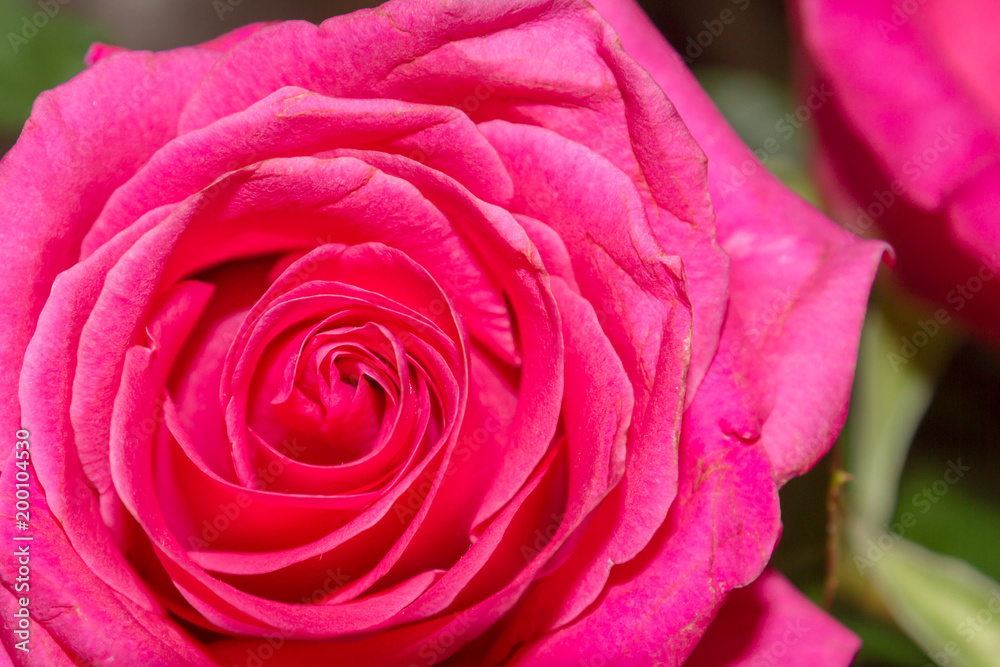 Pink beautiful rose flower in a bouquet in the foreground Pink beautiful rose flower in a bouquet in the foreground