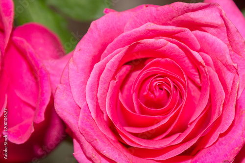 Pink beautiful rose flower in a bouquet in the foreground