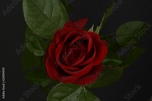 Photography Rosa sobre fondo negro, detalle visto desde arriba