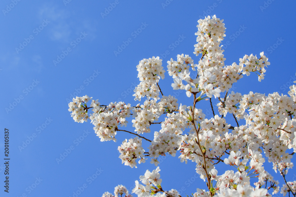 桜と青空 桜と青空
