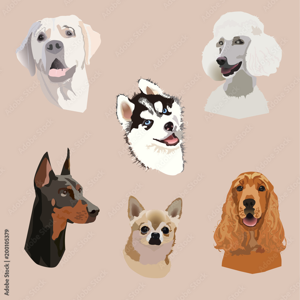 Set of six heads of different dog species: labrador retriever, chihuahua, husky, cocker spaniel, dobermann, pudel
