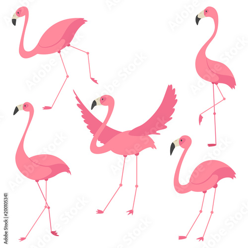 Pink flamingo vector cartoon flat set. Exotic tropical bird icons collection isolated on white background.